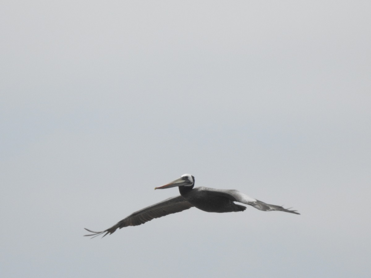 Peruvian Pelican - ML504594961