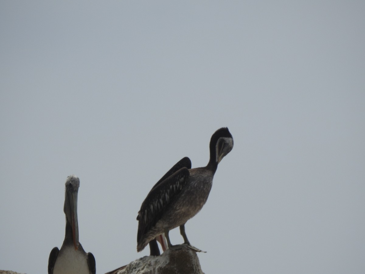 Peruvian Pelican - ML504595021