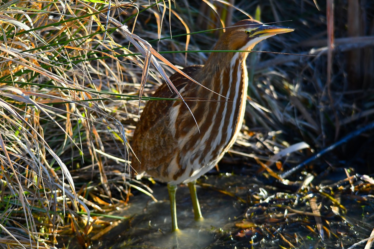 American Bittern - Neal Doan