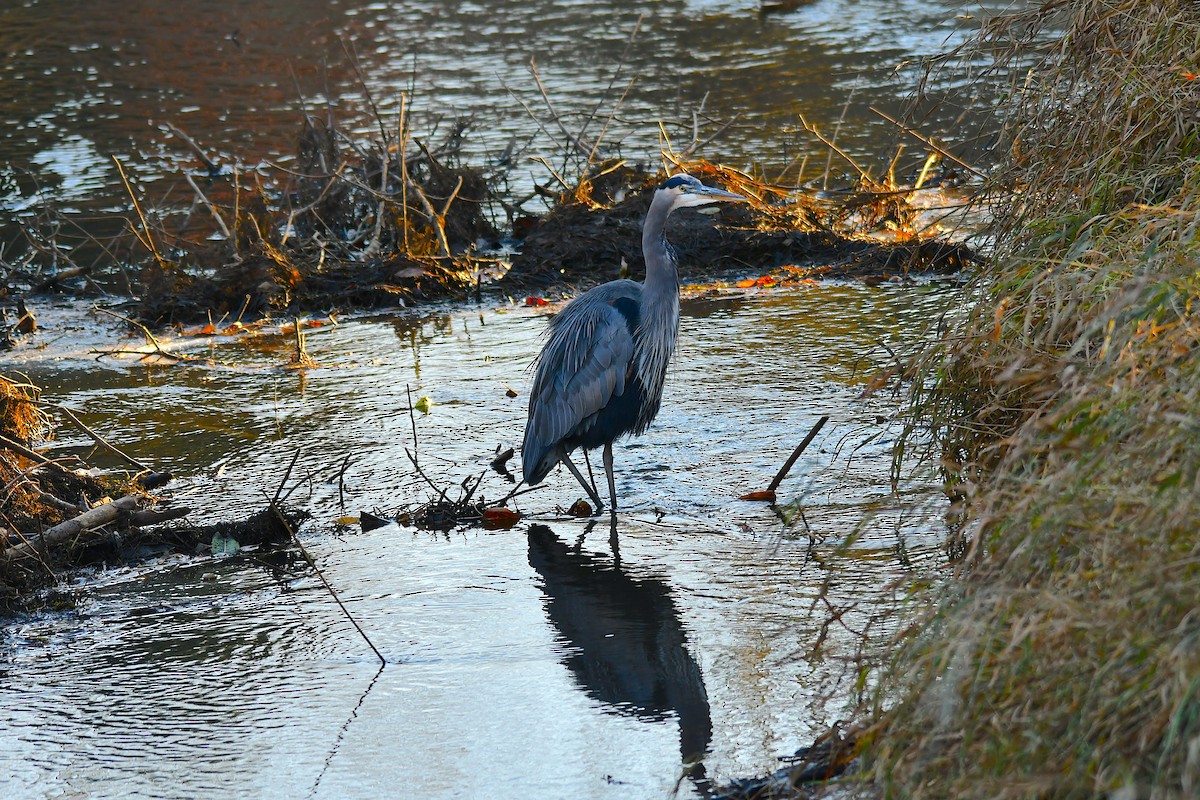 Great Blue Heron - ML504595091