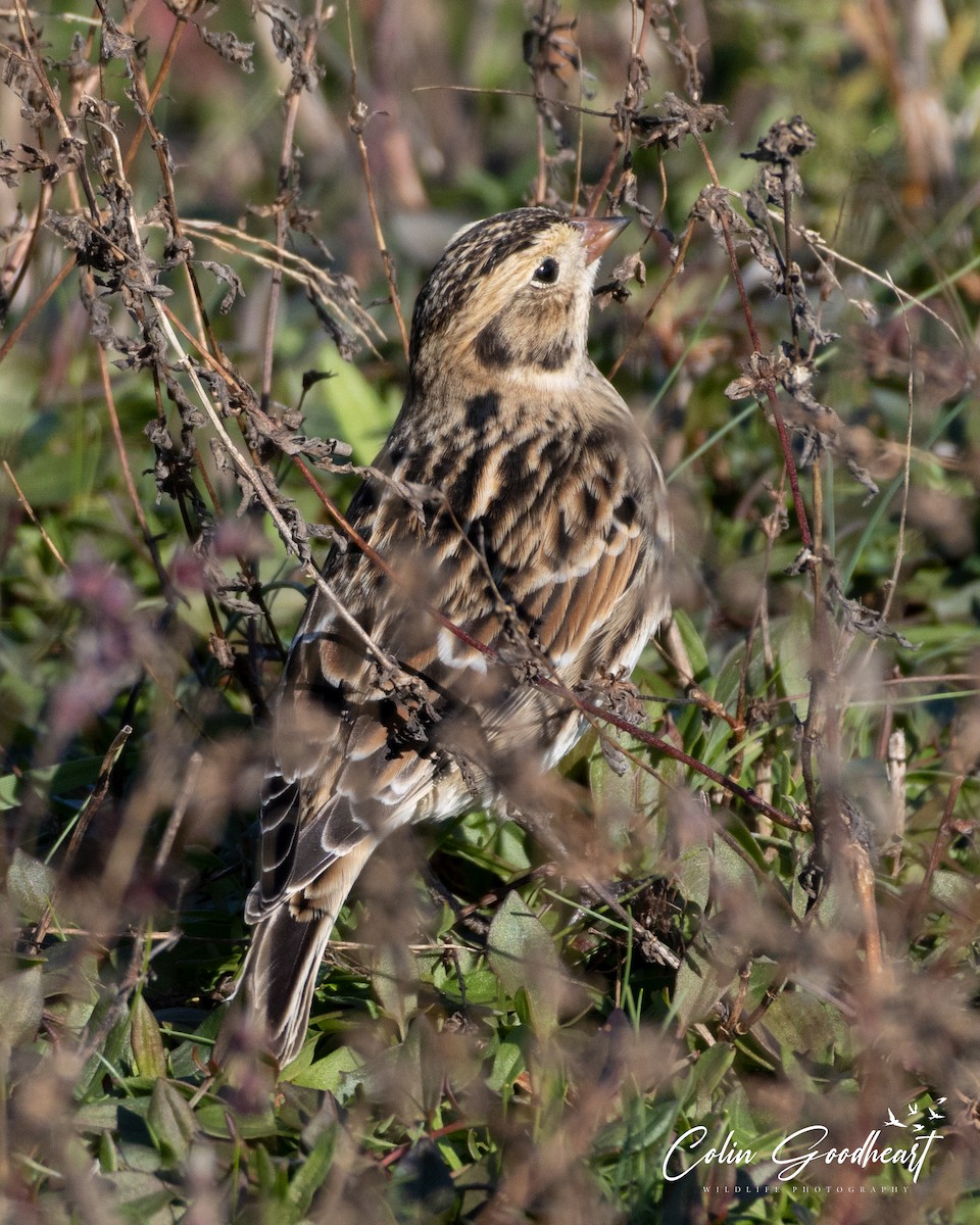 ostružka severní - ML504596061