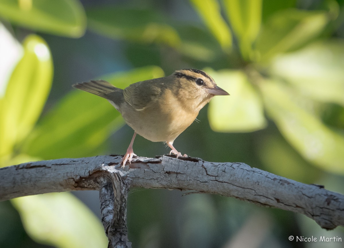 Paruline vermivore - ML504597031