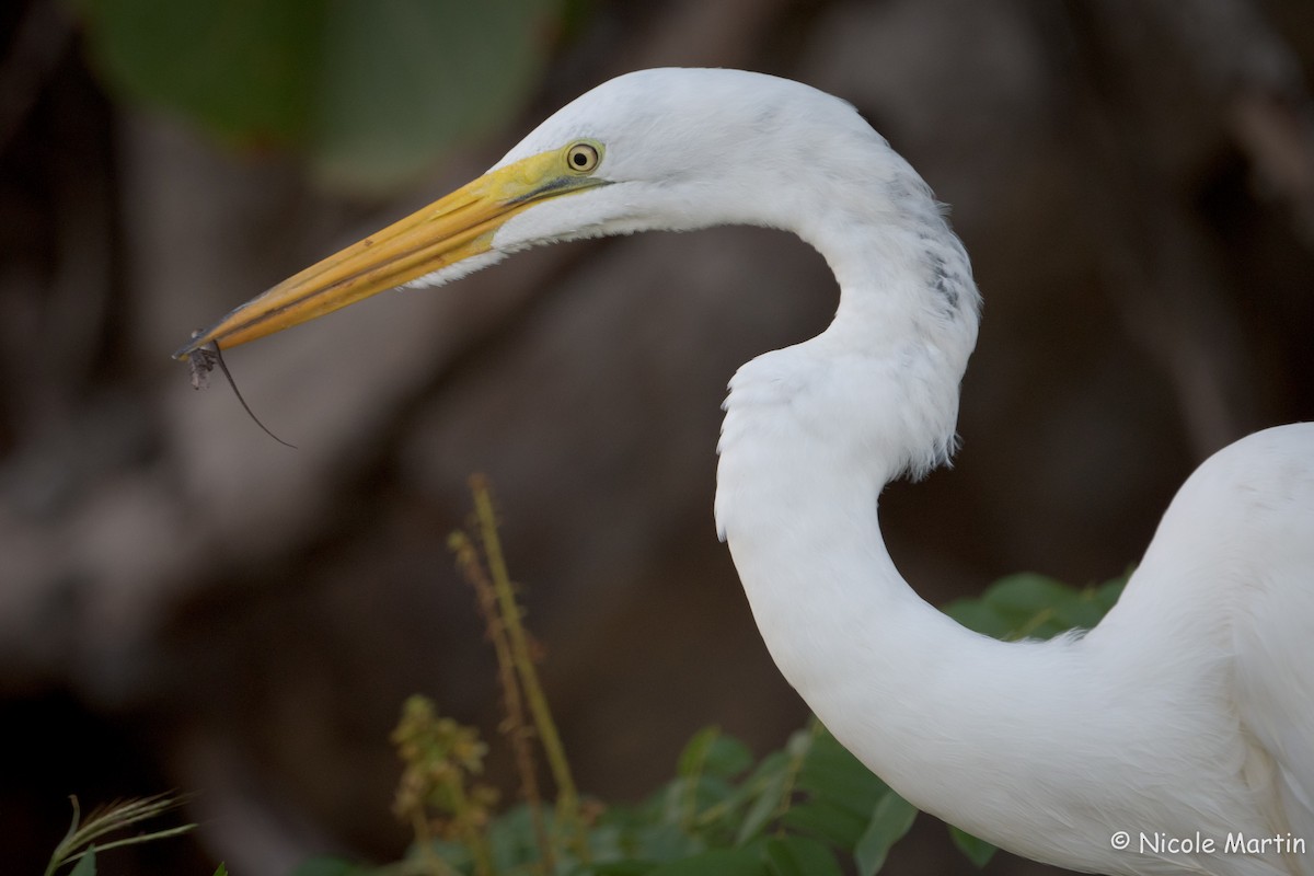 Great Egret - ML504597091