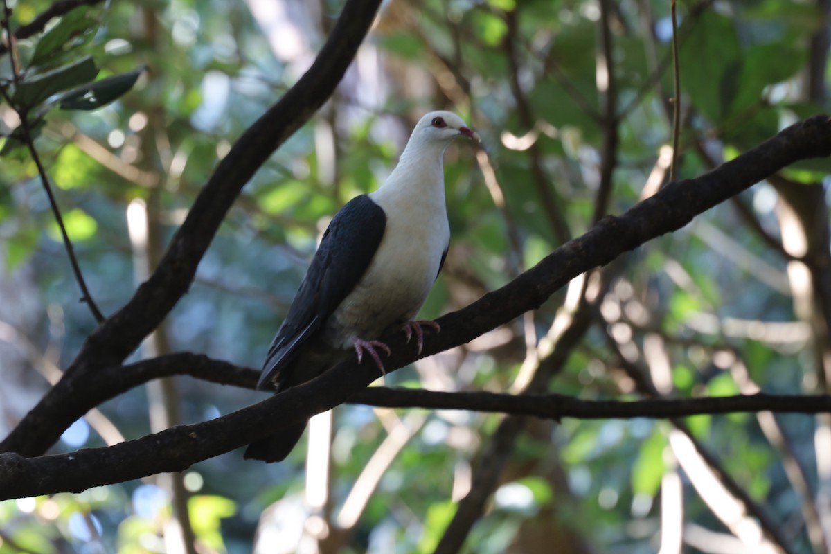 White-headed Pigeon - William Rockey