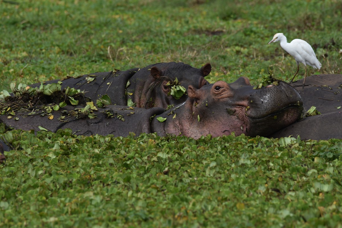 ニシアマサギ - ML504597561