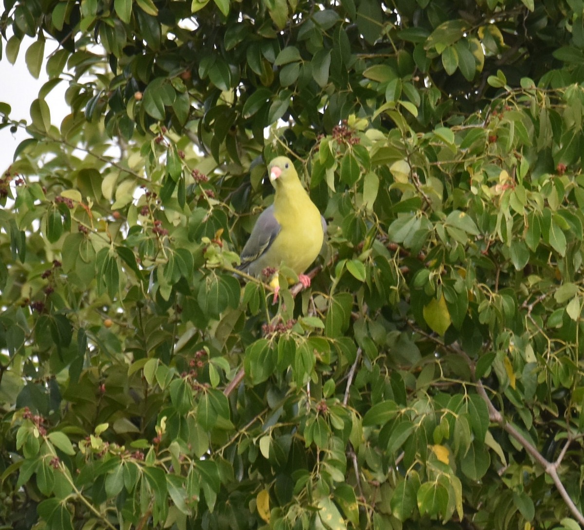 African Green-Pigeon - ML504599311