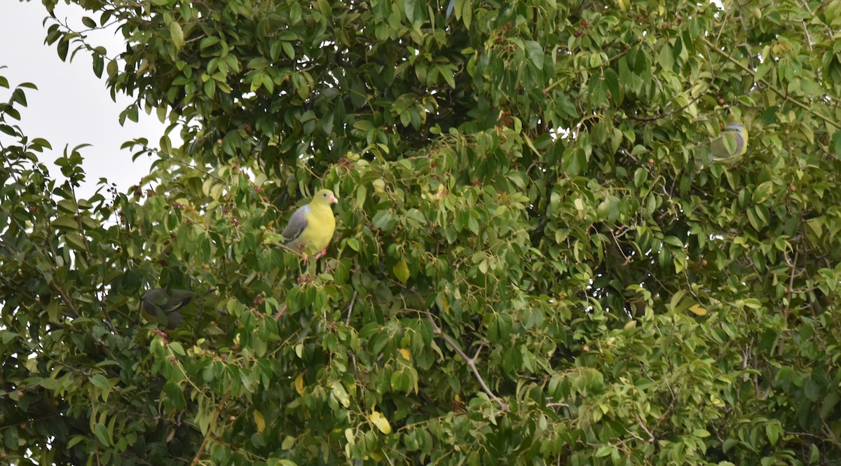 African Green-Pigeon - ML504599321