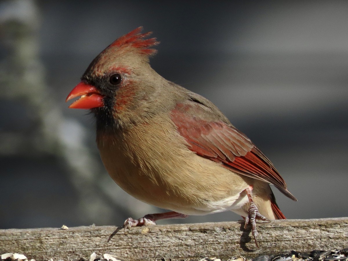 Cardinal rouge - ML504599461