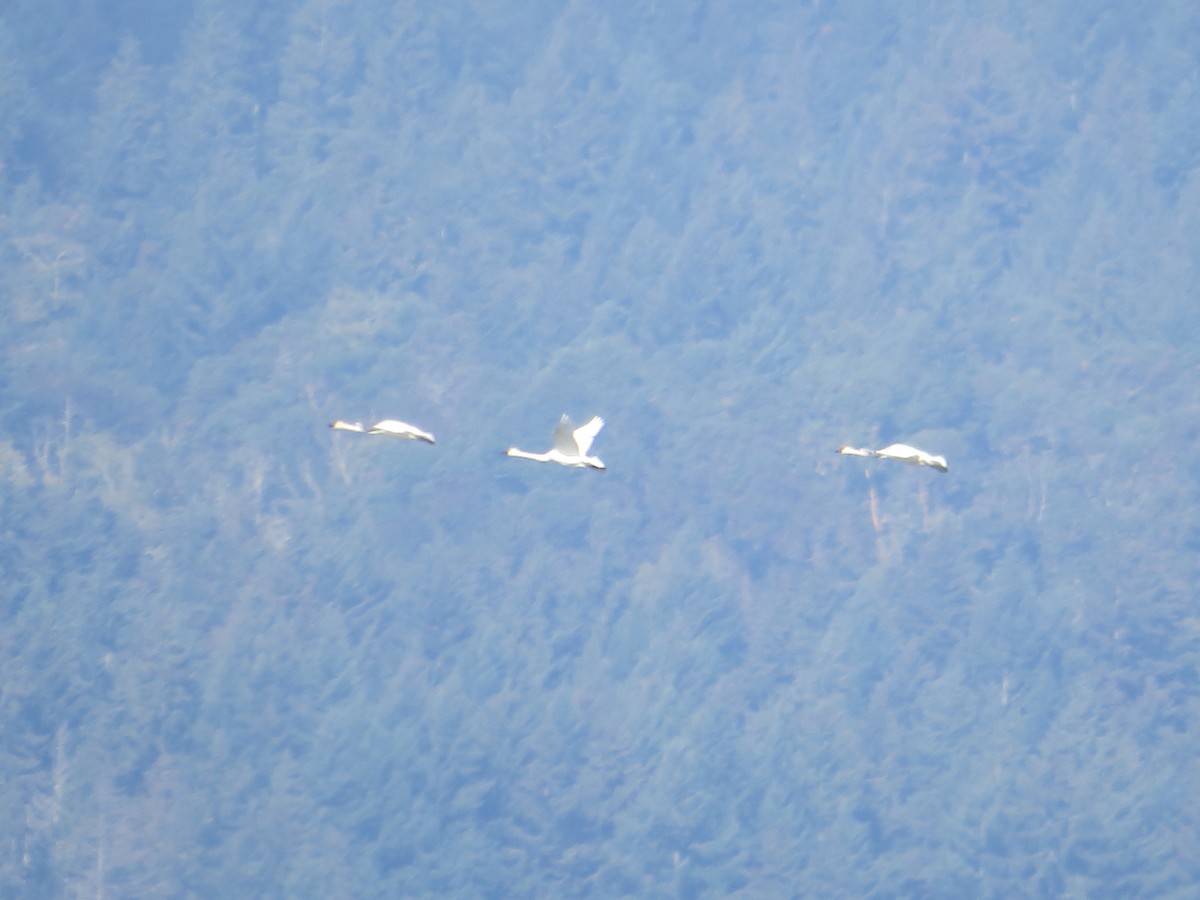 Tundra Swan - ML504599691