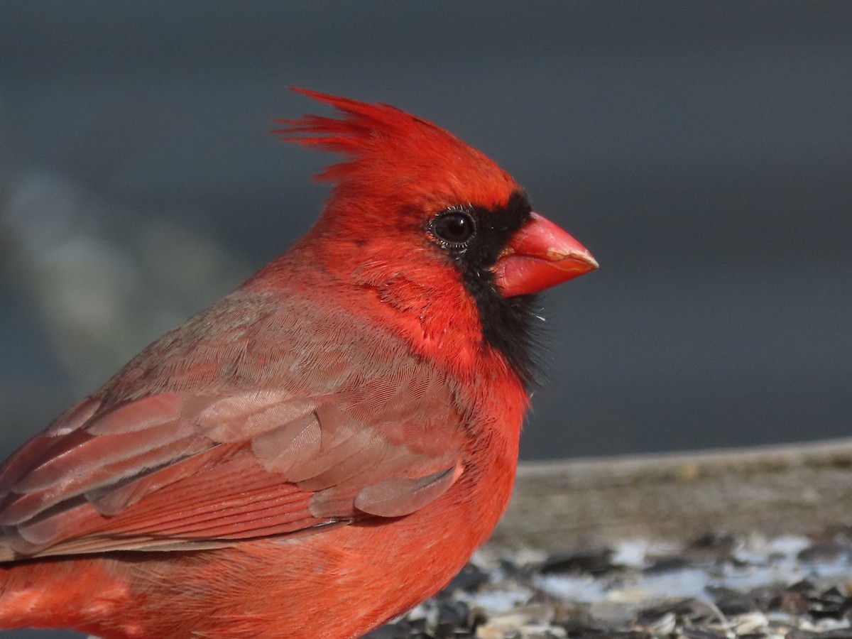 Cardinal rouge - ML504599871