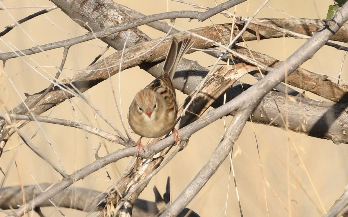 Field Sparrow - Nancy Hetrick