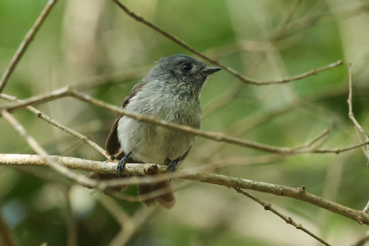 African Crested Flycatcher - ML504600921