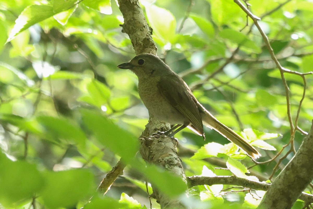 Olive Bushshrike - ML504601341