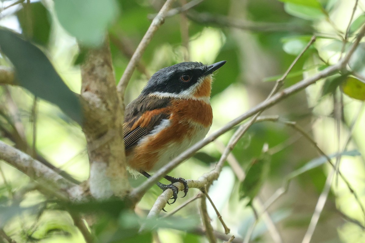 Cape Batis - Daniel Engelbrecht - Birding Ecotours