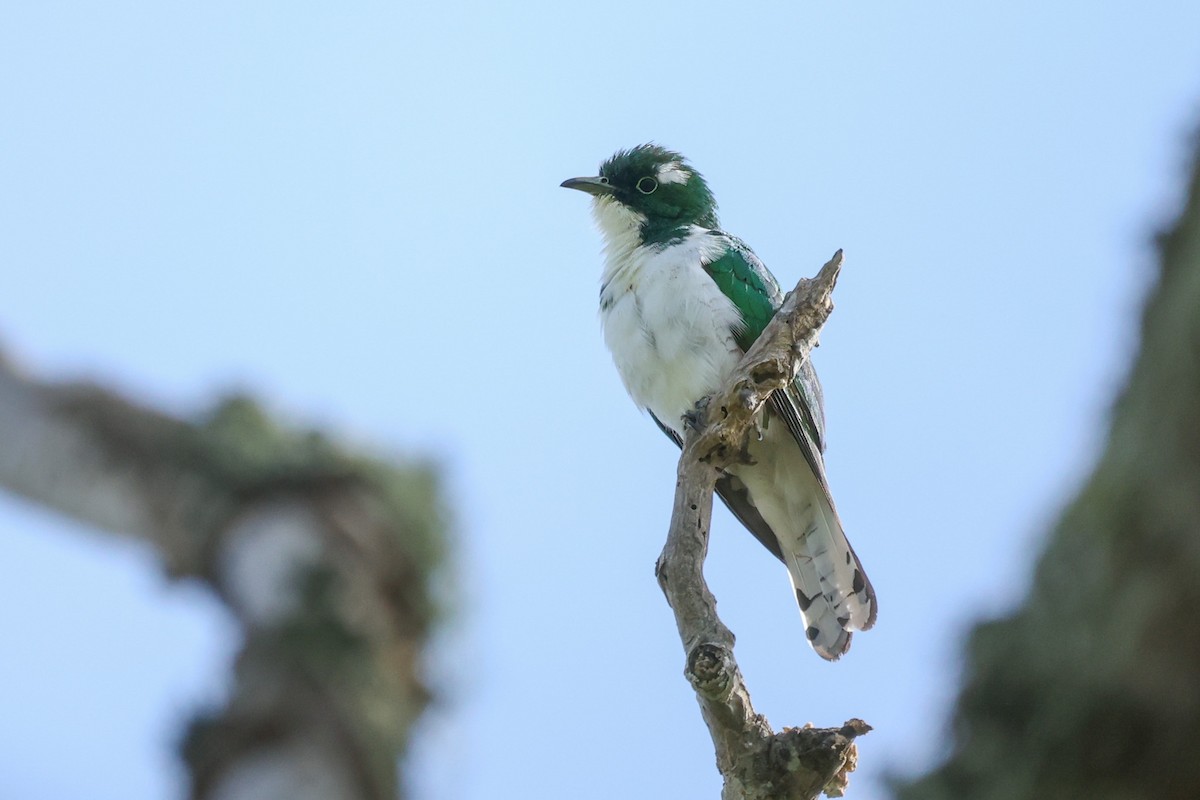 Klaas's Cuckoo - Daniel Engelbrecht - Birding Ecotours