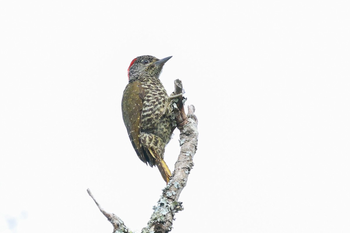 Knysna Woodpecker - Daniel Engelbrecht - Birding Ecotours