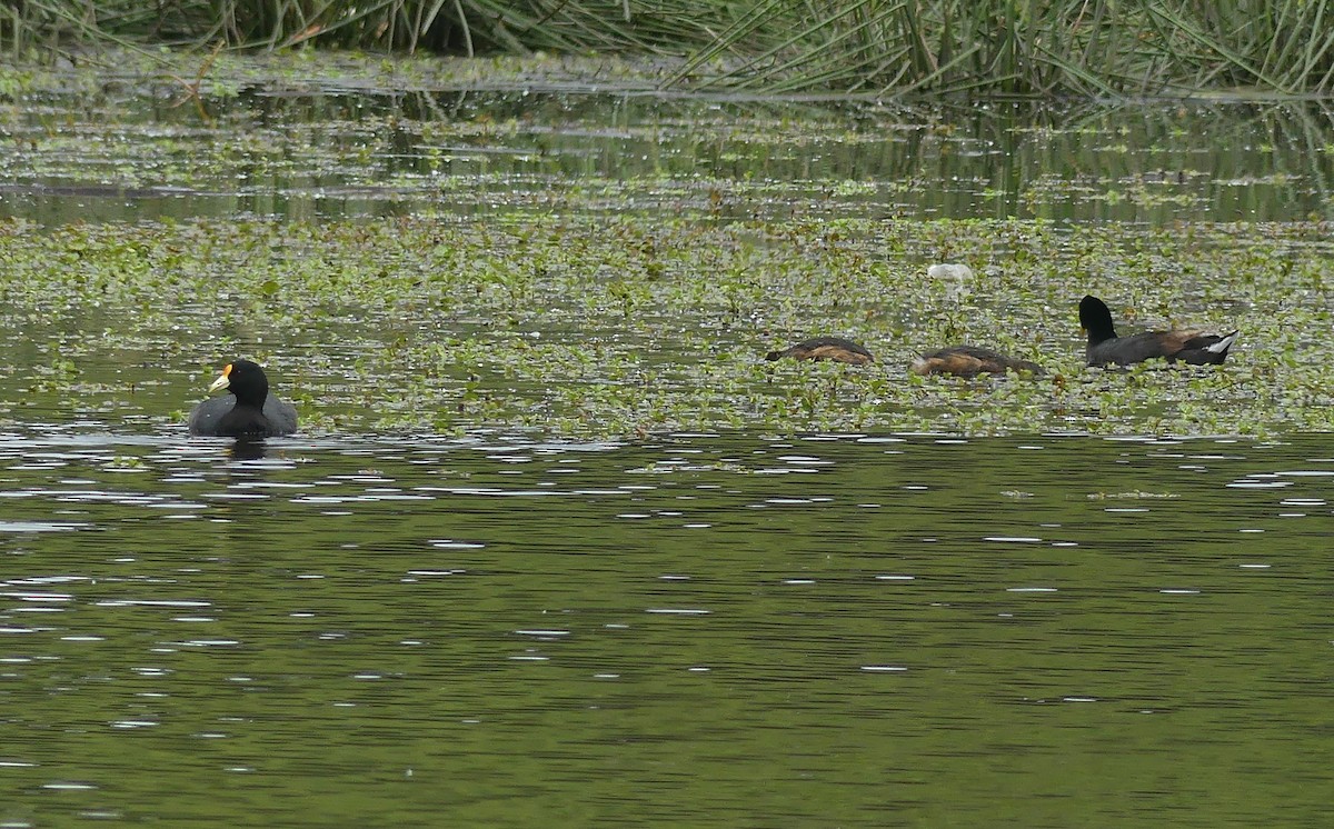 Red-fronted Coot - ML504602571
