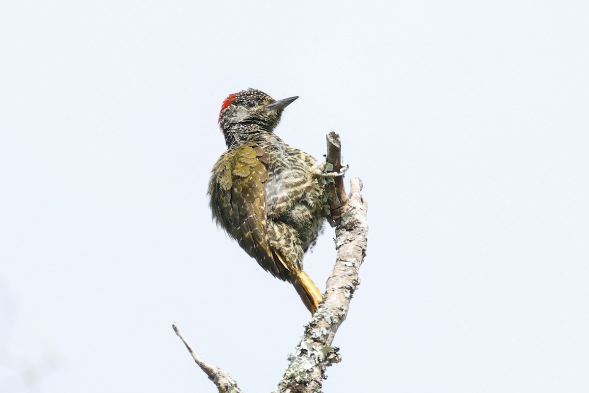 Knysna Woodpecker - Daniel Engelbrecht - Birding Ecotours