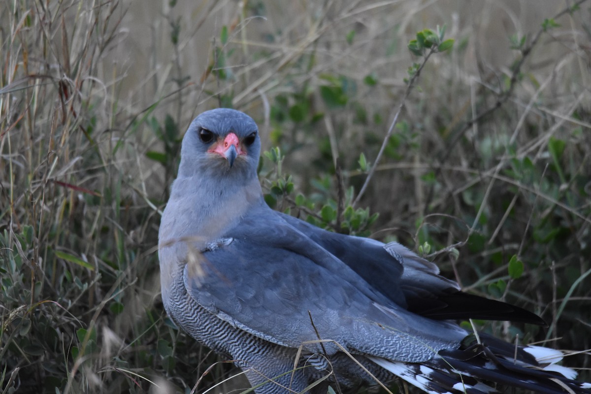 Dark Chanting-Goshawk - ML504602991