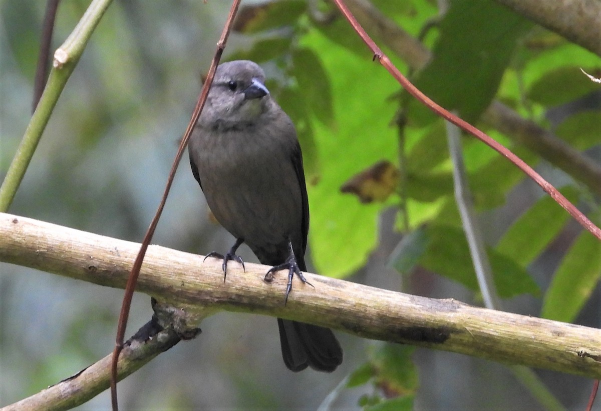 Shiny Cowbird - ML504603141