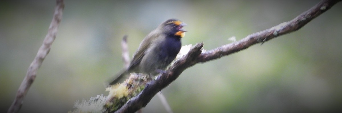 Yellow-faced Grassquit - ML504603491