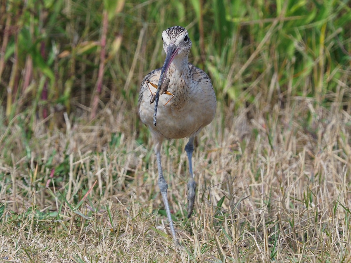 Long-billed Curlew - ML504603501