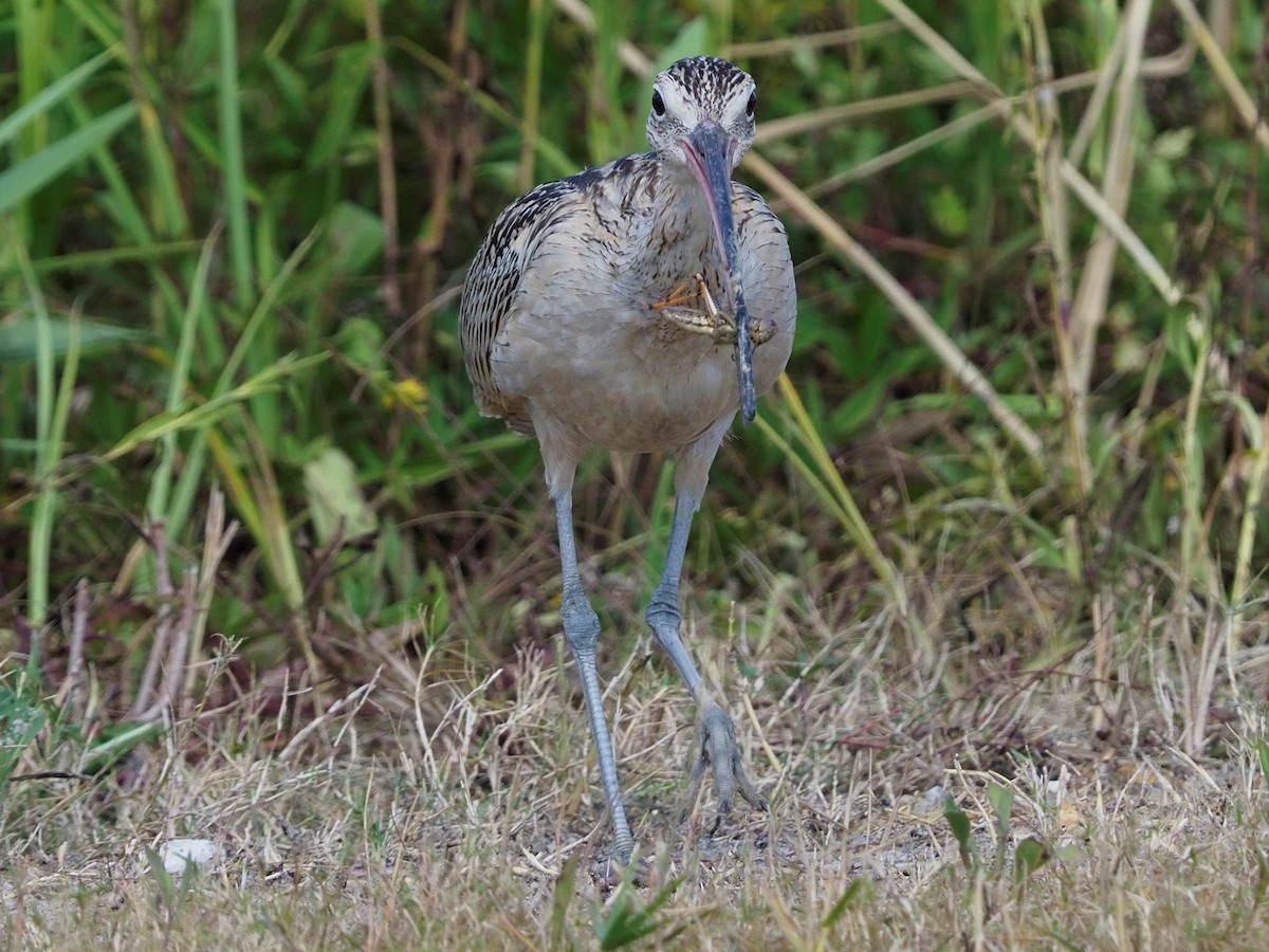 Long-billed Curlew - JAMES RANDOLPH