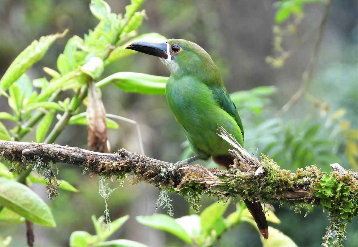 Southern Emerald-Toucanet - ML504604751