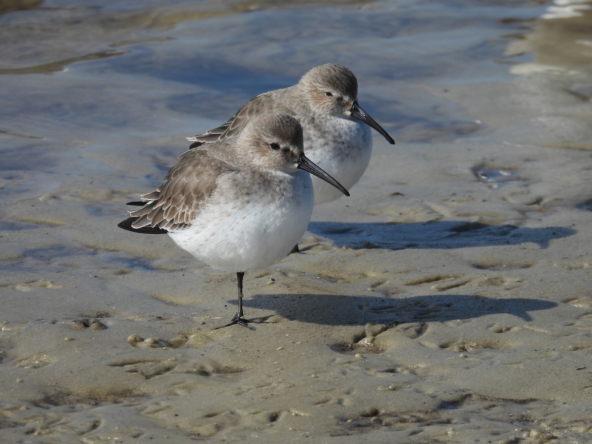 Alpenstrandläufer - ML504606571