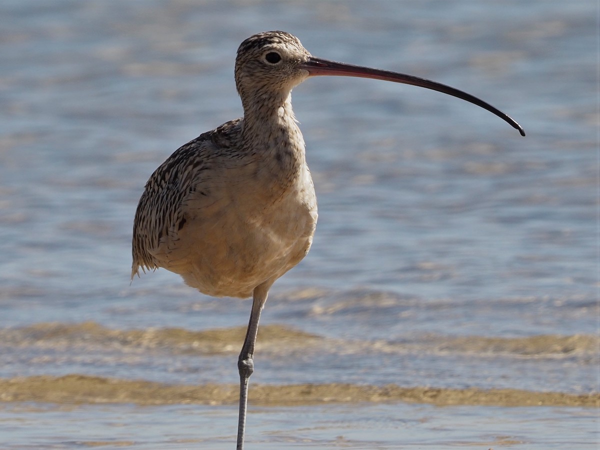 Long-billed Curlew - JAMES RANDOLPH