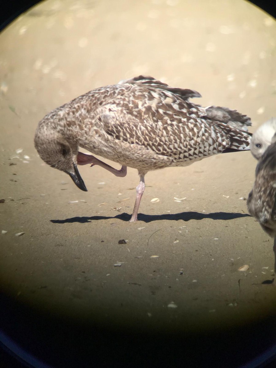 Herring Gull - ML504607321