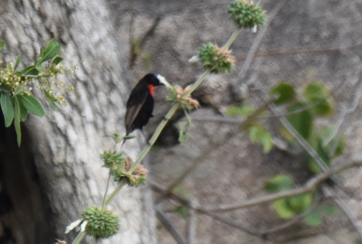 Scarlet-chested Sunbird - ML504608141