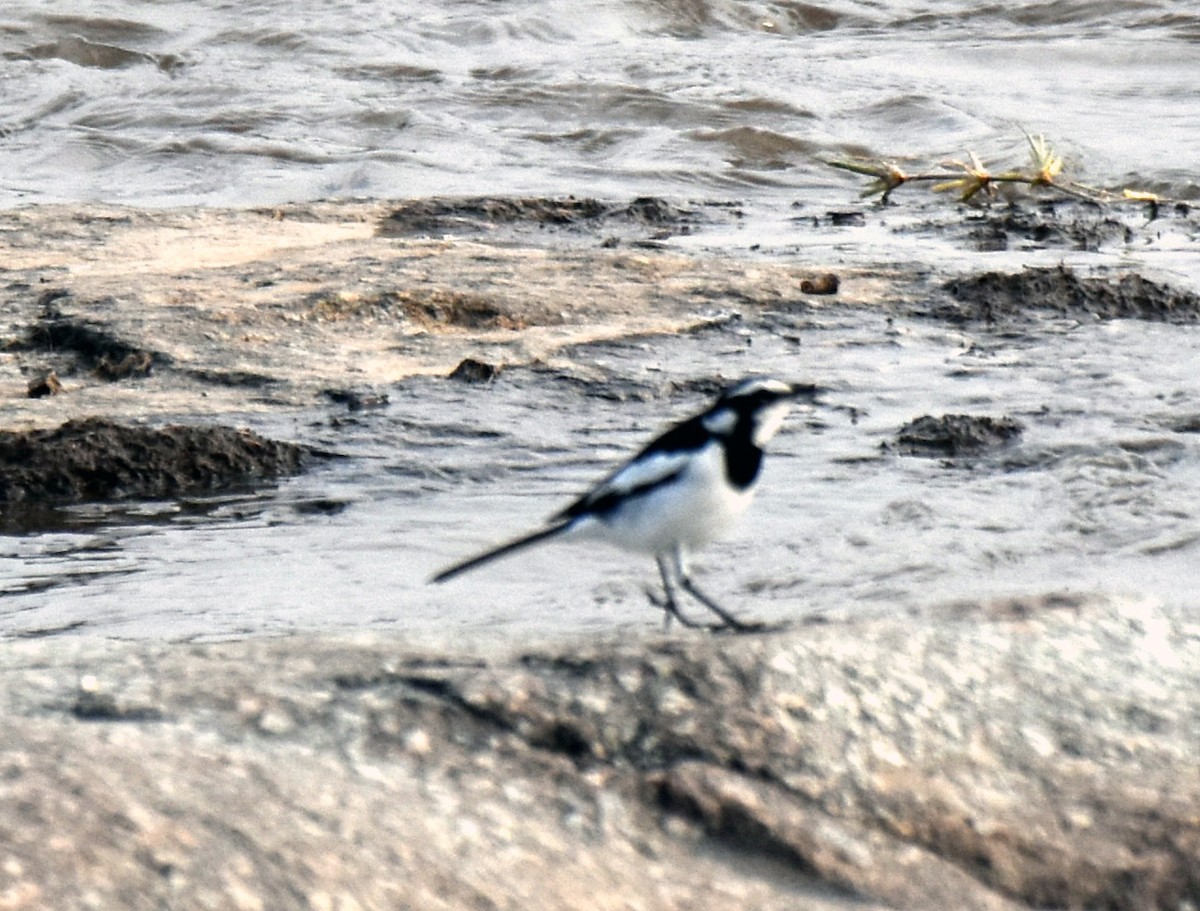African Pied Wagtail - ML504608341