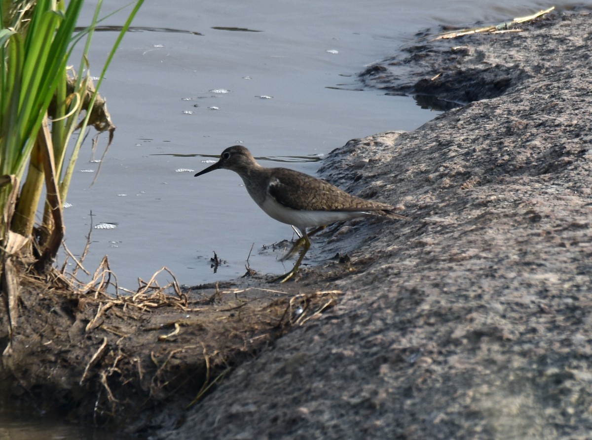 Common Sandpiper - ML504608601