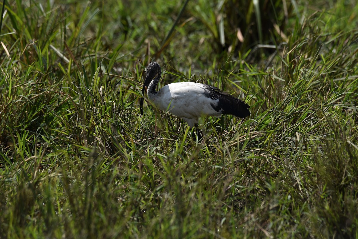 African Sacred Ibis - ML504609111