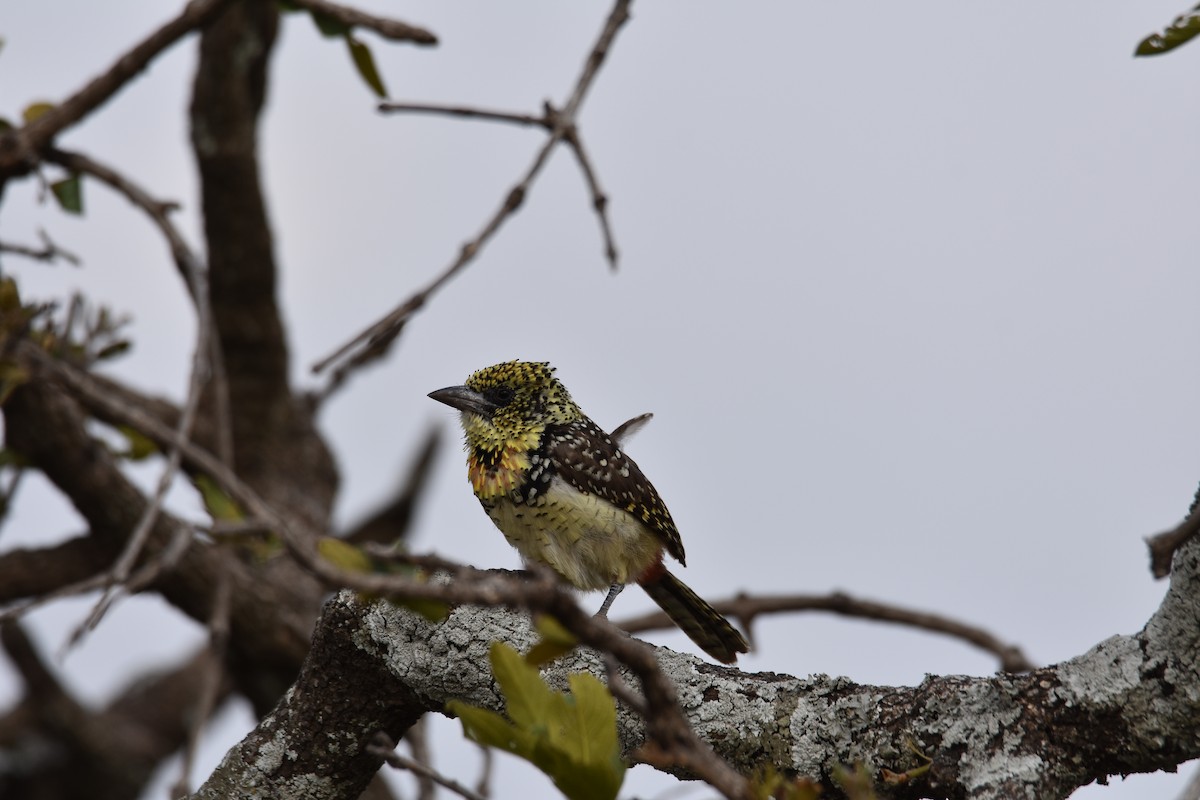 D'Arnaud's Barbet (Usambiro) - ML504609511