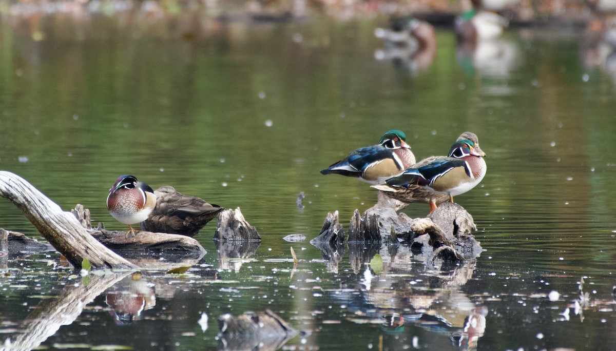 Wood Duck - ML504610561