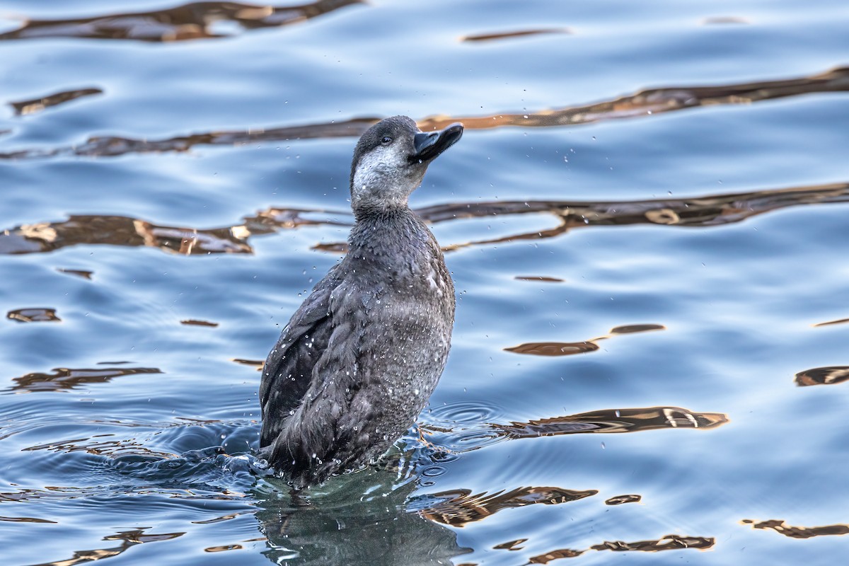 Black Scoter - ML504610721