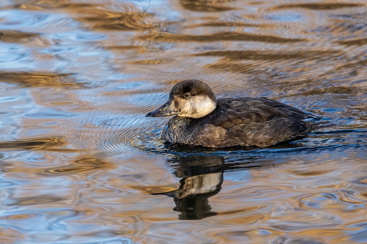 Black Scoter - ML504610731