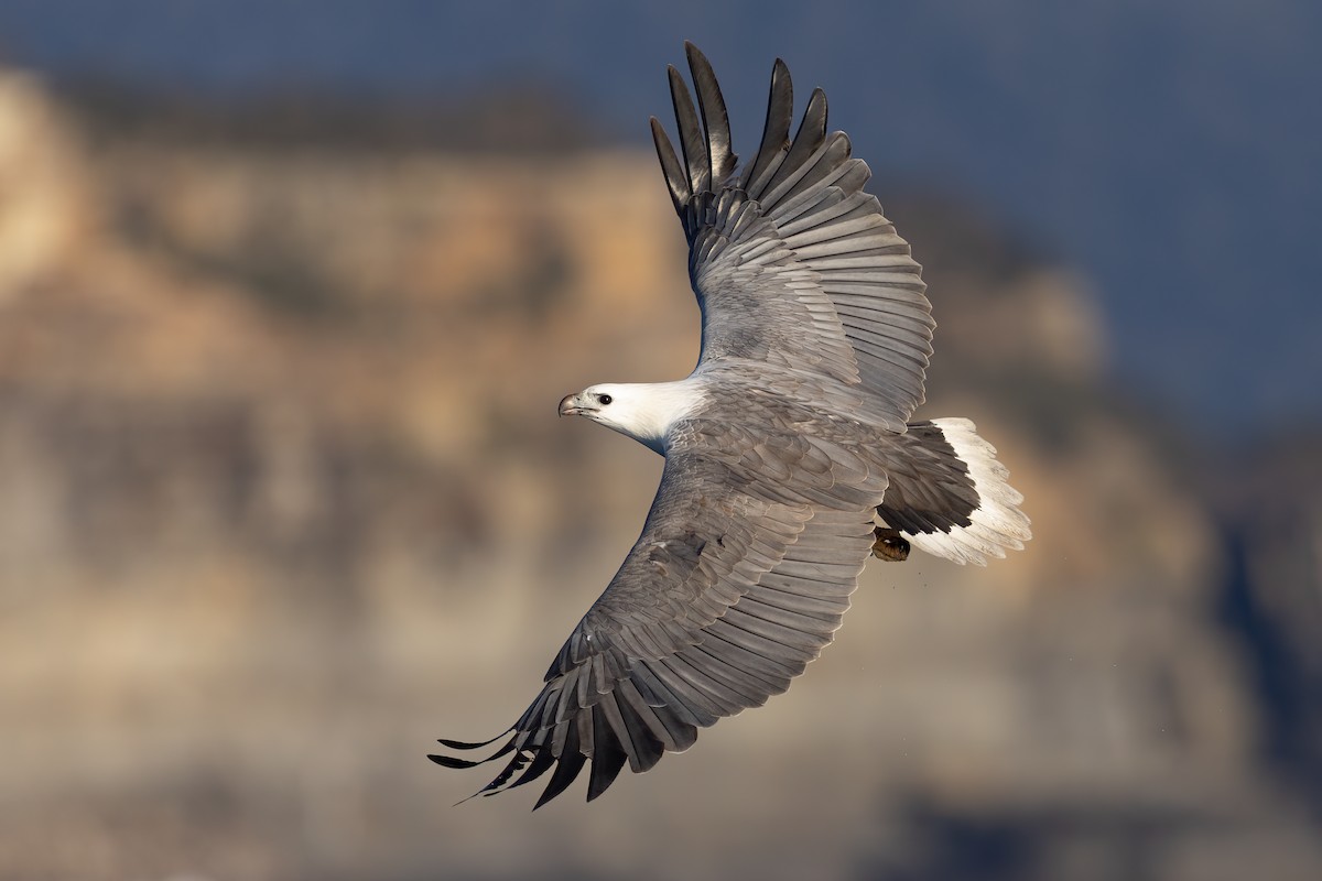 White-bellied Sea-Eagle - ML504611491