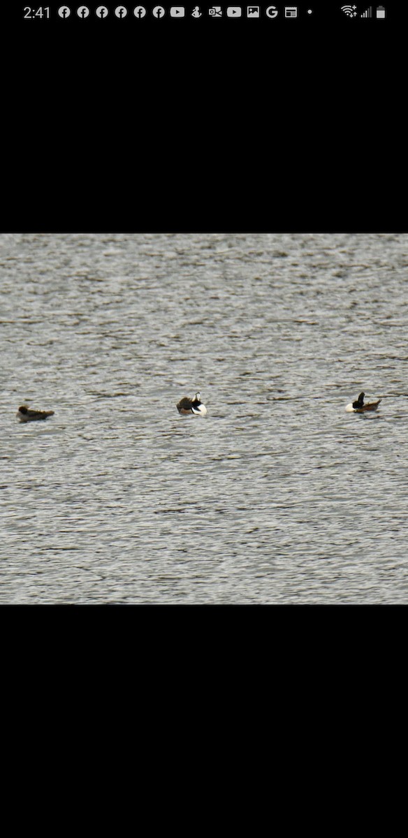 Bufflehead - ML504612371