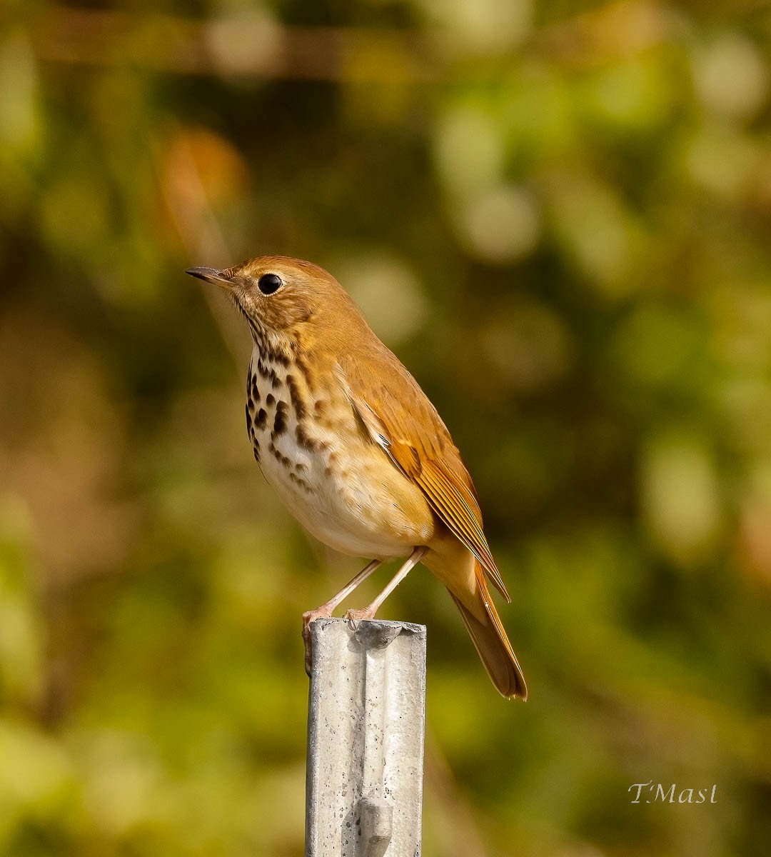 Hermit Thrush - ML504612951