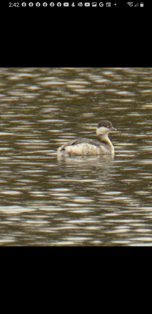 Horned Grebe - ML504613511