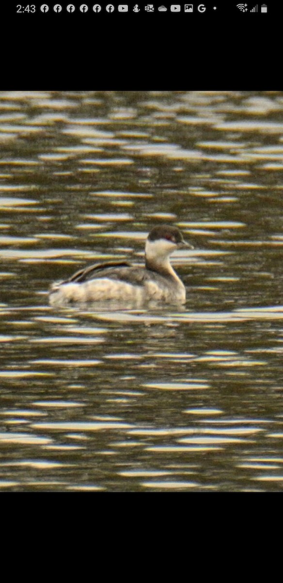 Horned Grebe - ML504613521