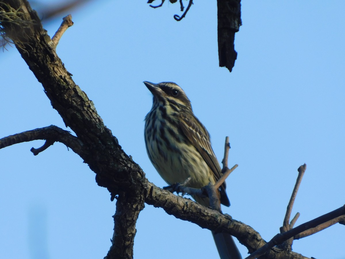 Streaked Flycatcher - Sebastián Gómez Barboza Silveira