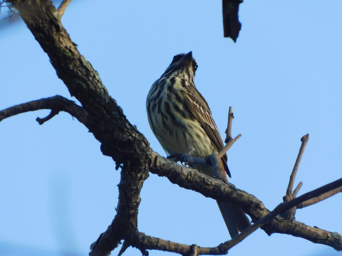 Streaked Flycatcher - Sebastián Gómez Barboza Silveira