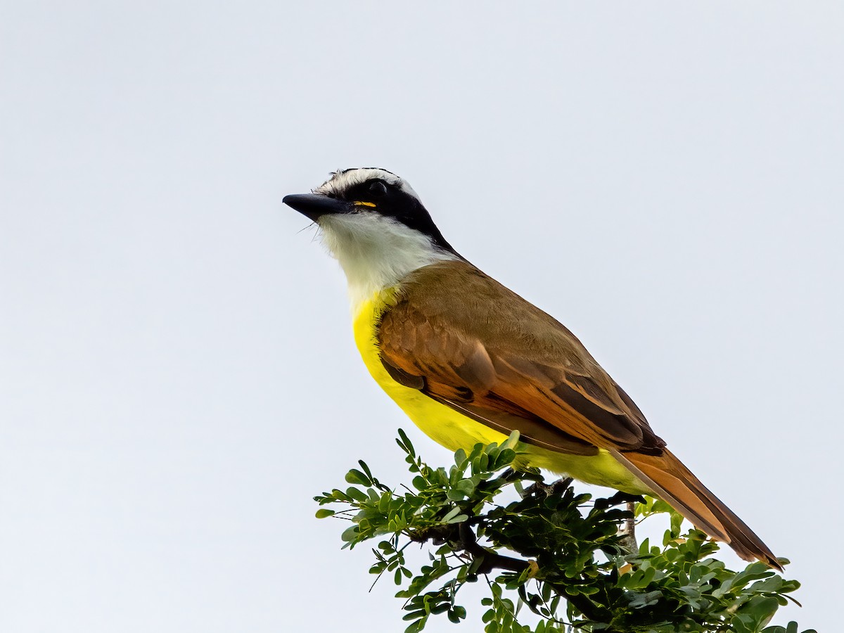 Great Kiskadee - ML504613821