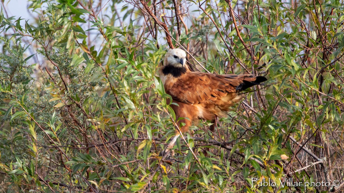 Black-collared Hawk - ML504614991