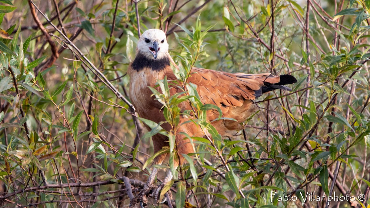 Black-collared Hawk - Pablo Villar