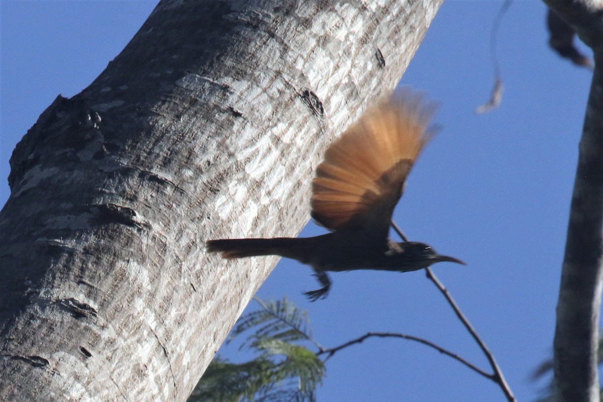 Dusky-capped Woodcreeper (Layard's) - ML504616561